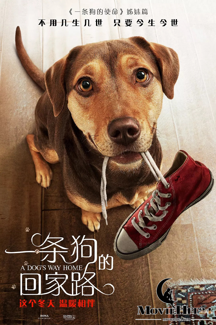 ดูหนังออนไลน์ฟรี ดูหนังออนไลน์ A Dog s Way Home 2019 เพื่อนรักผจญภัยสี่ร้อยไมล์